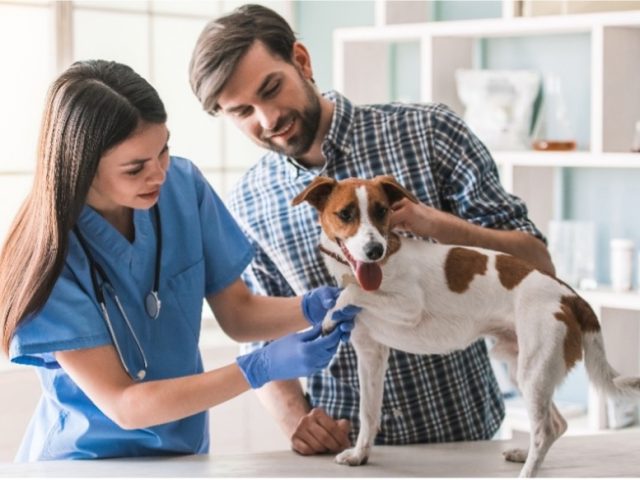 Business Spotlight – Veterinarians